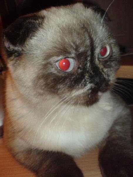 Коксана Дмитриевна | Санкт-Петербург