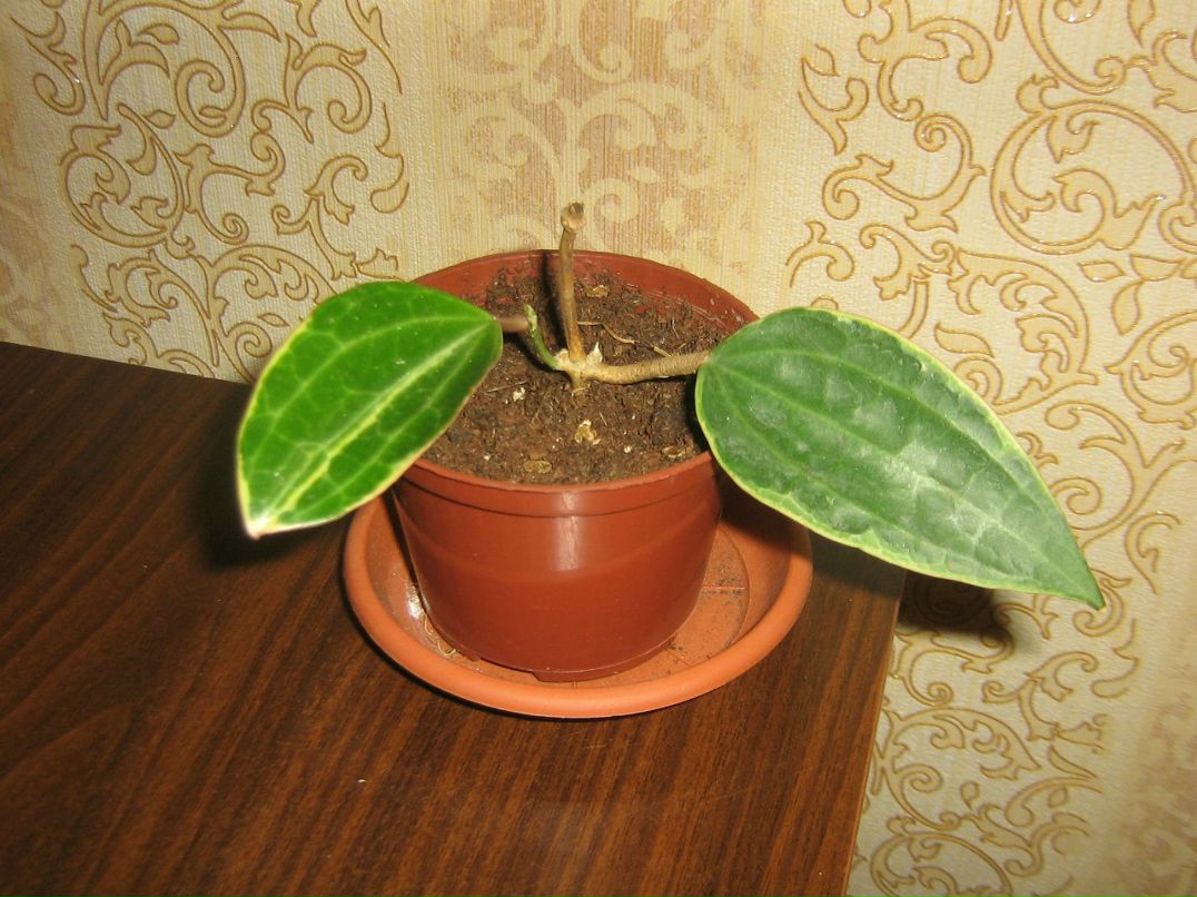 Ольга Атавина | Санкт-Петербург