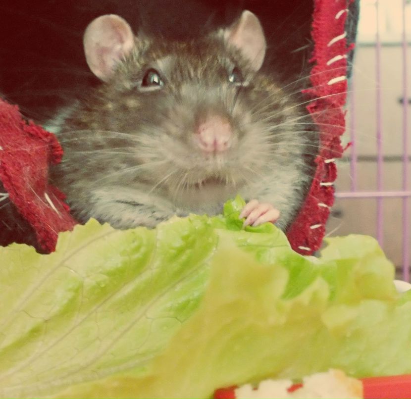 Alex Romario | Пушкин