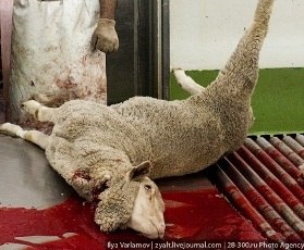 Евгения Басовская | 