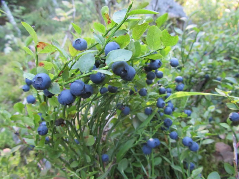 №173, Александр Елисеев, 50 лет, Санкт-Петербург №173, Александр Елисеев, 50 лет, Санкт-Петербург