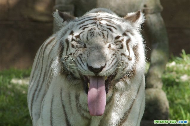 Антон Степанов -2man- | 