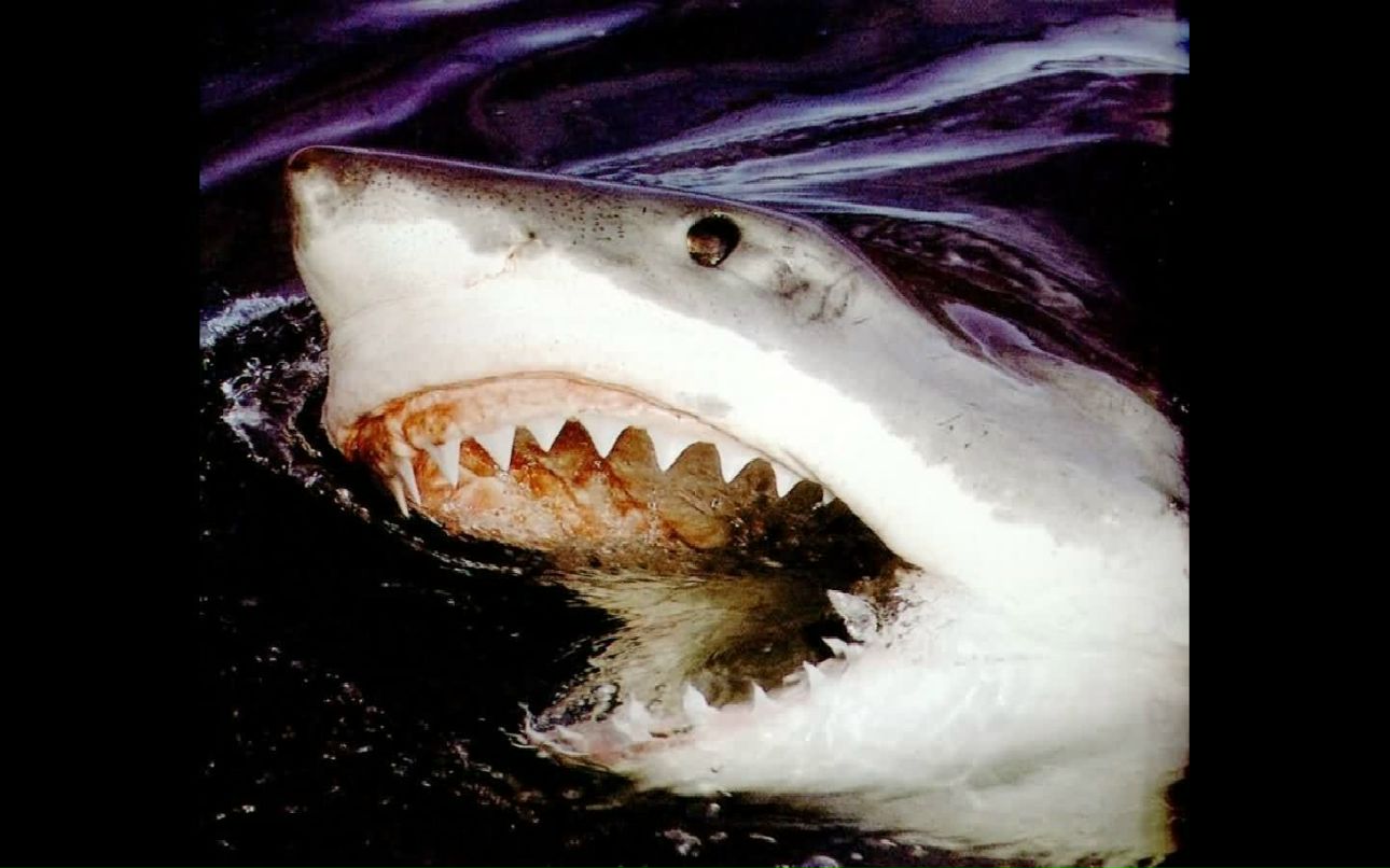 Лексей Тринадцатый | Киев