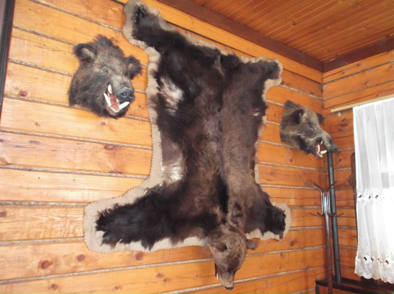 Светлана Дзиковская | Вологда