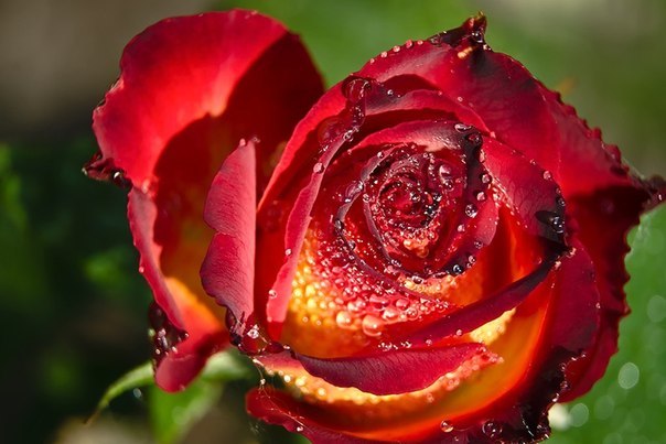 Мария Лагута 