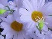 Сергей Гринёв ..... | 