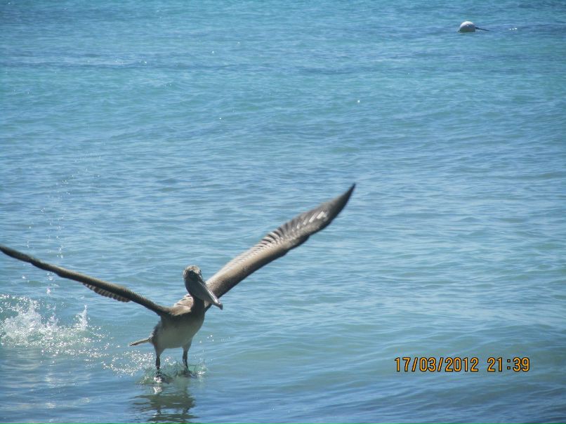 Юлия Пантелеева | Днепр (Днепропетровск)