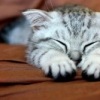 Аватар: Настя Долматова