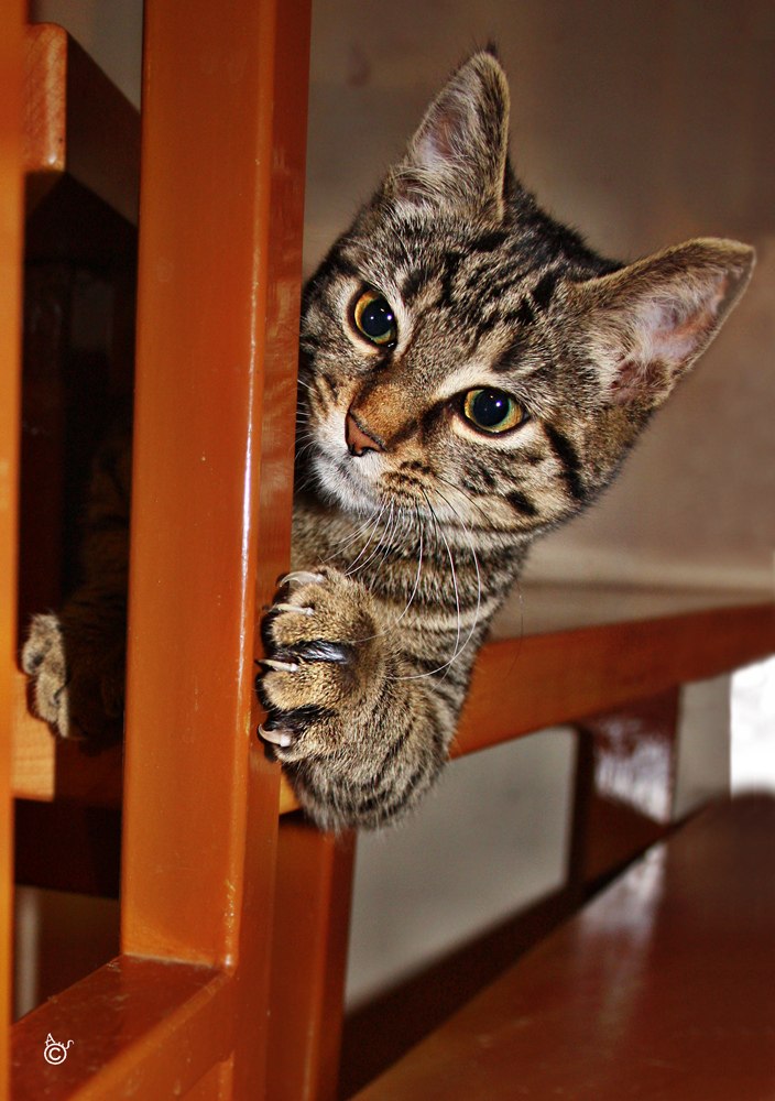 Николай Бадаев | Киев