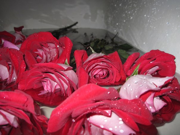 №160, Иллона Александрова, 08.08.1972, Санкт-Петербург №160, Иллона Александрова, 08.08.1972, Санкт-Петербург