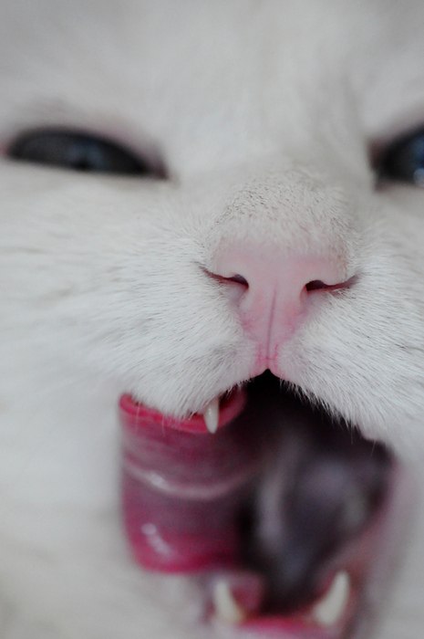 Алиса Удовичко suum_cuique | Майкоп