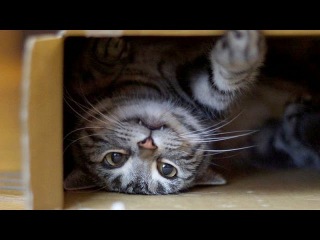 World’s funniest cats and their best moments - Funny cat compilation