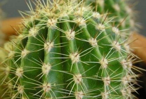 Алексей Яровиков, Россия, Набережные Челны