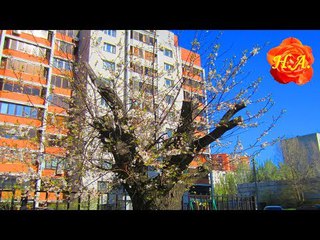 И даже пень в апрельский день...🌺
