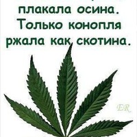 Евгений Волков