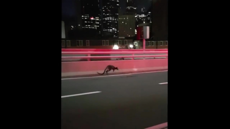 Wallaby on Sydney