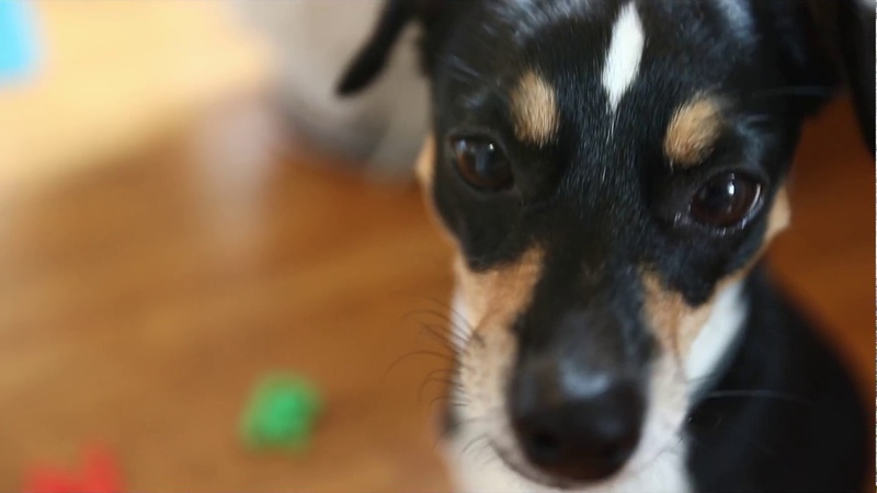 Dog Spells Her