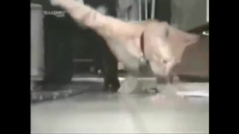 Animals Can Be Jerks