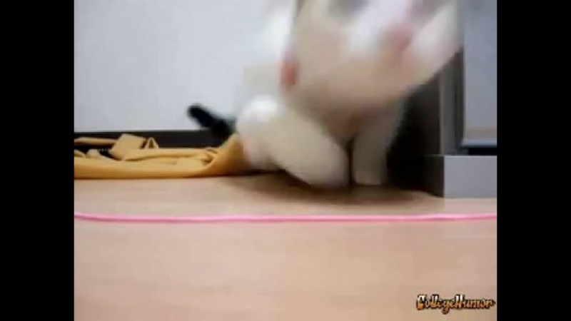 Котика нанюхали