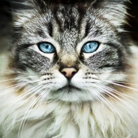 Сергей Кошелев