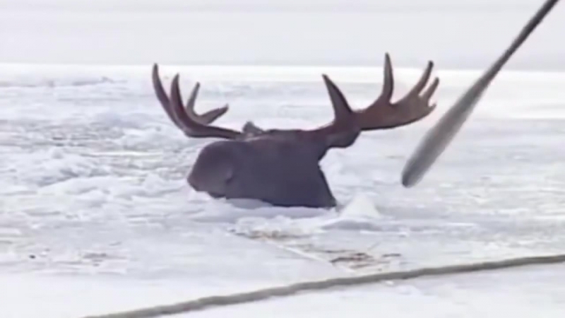 Самый Добрый Ролик на Свете! Это Видео Тронуло Миллионы Сердец!