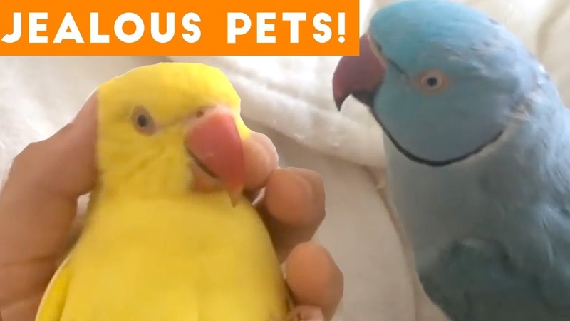 Funniest Jealous Pets Ever Compilation 2018, Funny Pet