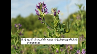 Առվույտն՝ ընդդեմ մի շարք հիվանդություննե