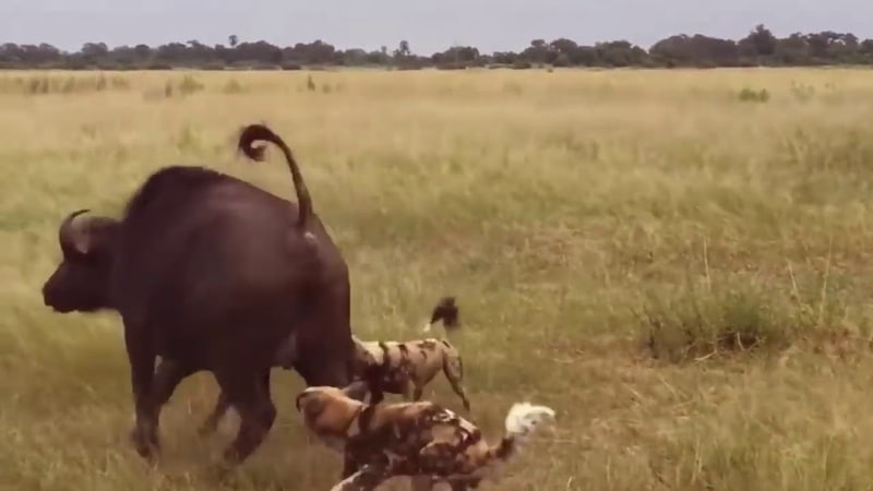 Best attack wild Epic Battle Of Wild dogs vs Animals is not never Lion, Buffalo, warthog,
