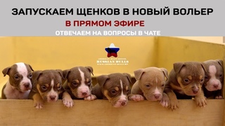Щенки Виты (Английские Бульдоги) и щенки Лилу (Американский Булли)