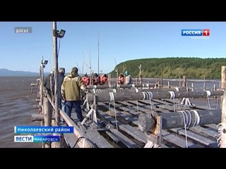 Прогноз на лососёвую путину