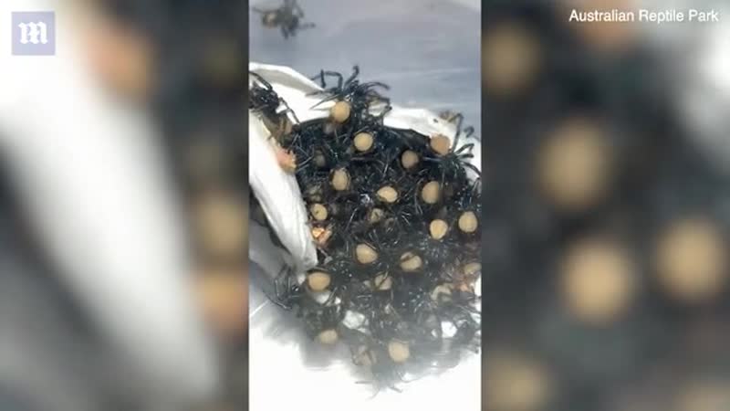 Рождение сотни смертоносных пауков