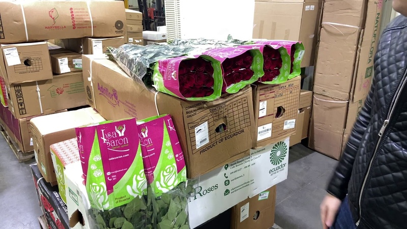 Комнатное растение группа 23 пятерочка. Milagro плантация Колумбия. Milagro плантация Колумбия розы. Плантации роз в Эквадоре. Плантации Эквадор упаковка