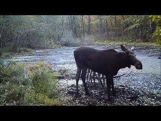 Лоси на водопое