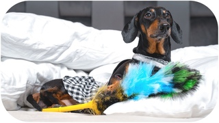 Christmas tips! Cute & funny dachshund dog video!