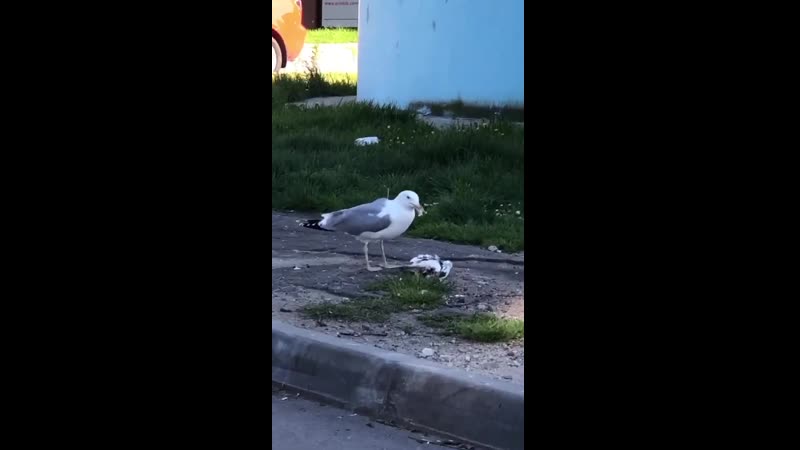 Пташка небесная ужинает.mp4