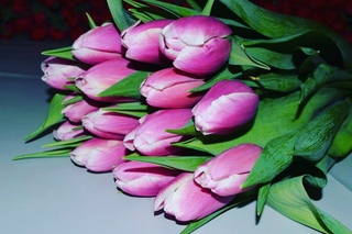 тюльпаны белые и ткань. самые ходовые цветы в 2013 году. букет "51 тюльпан". тюльпаны ижевск. заказ тюльпанов в кирове в вк.