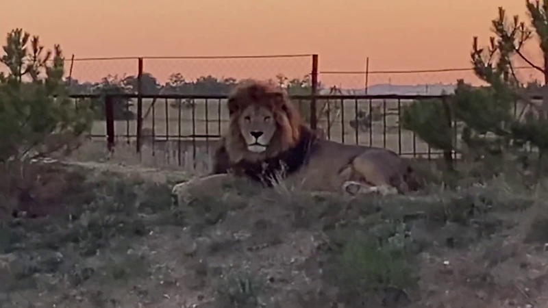 Парк львов тайган. Асада и шерхан тайган видео. Львица тайган. Асада и шерхан тайган видео. Тигрёнок алтай тайган памятник.