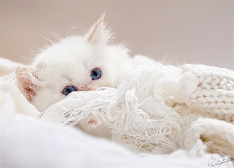 Лариса Нургалиева | 