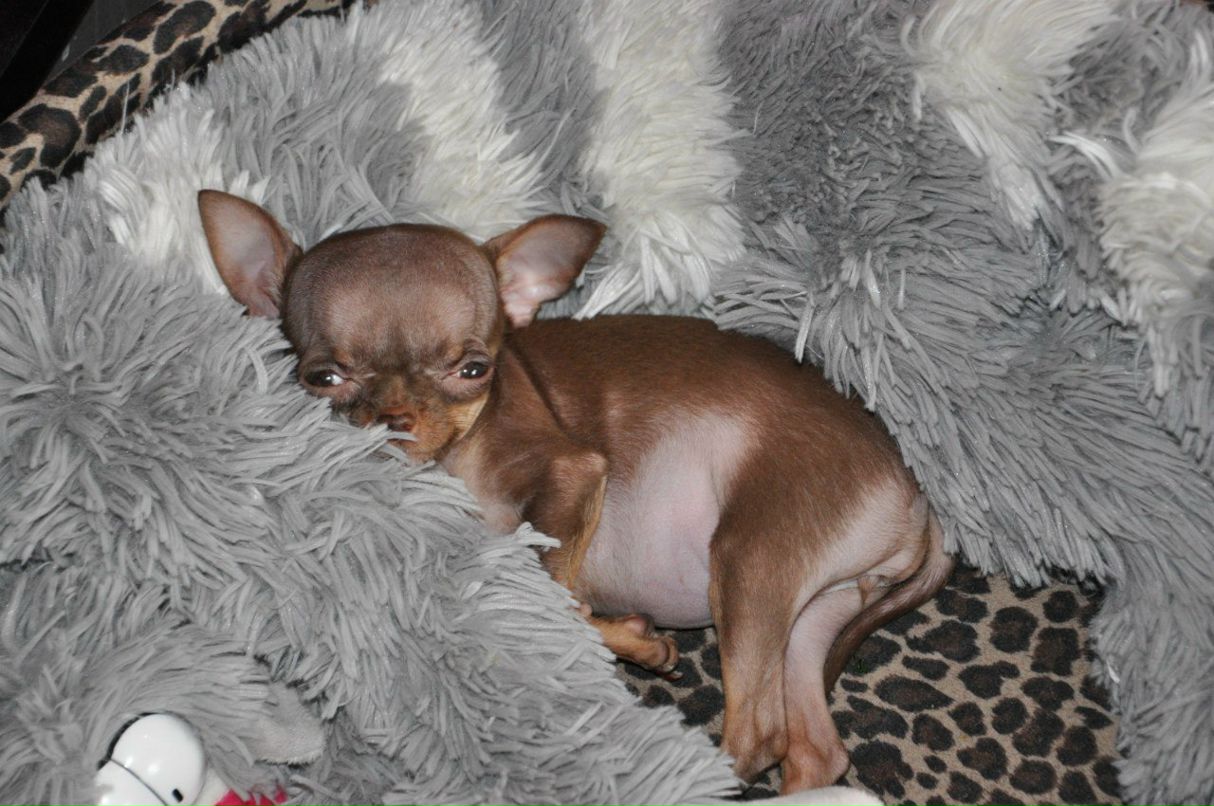 Sveta Shkurko ♛ | Киев