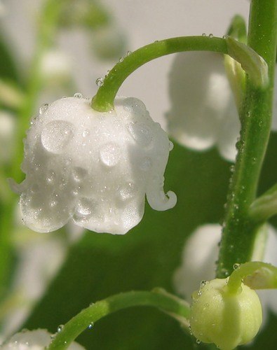 Алла Кокурина | Санкт-Петербург