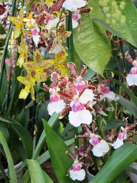 Анастасия Цветкова | Москва