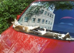 Денис Стеканов | Воронеж