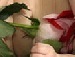 Міша Малкович фотография #12