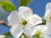 Оля Примак | Ровно