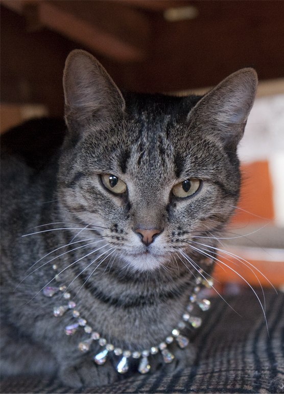 Рина Синица | Клин