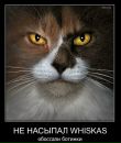 №10 Ирина Янушкевич-Смирнова 12.02: профиль, фото, статус - ВКонтакте