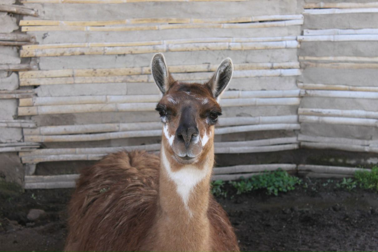 Елена Черкащенко | Санкт-Петербург