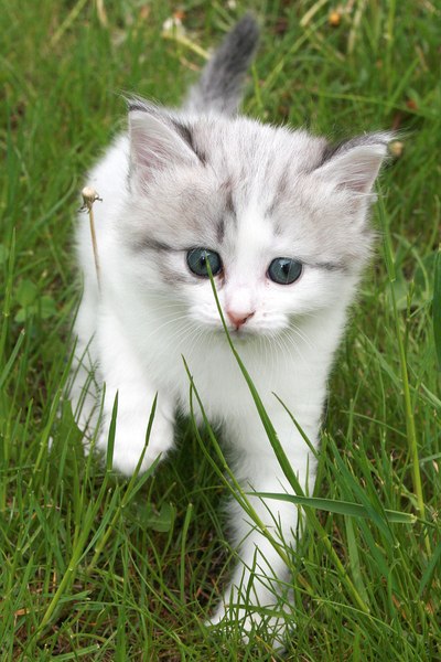 Елена Костецкая | Санкт-Петербург