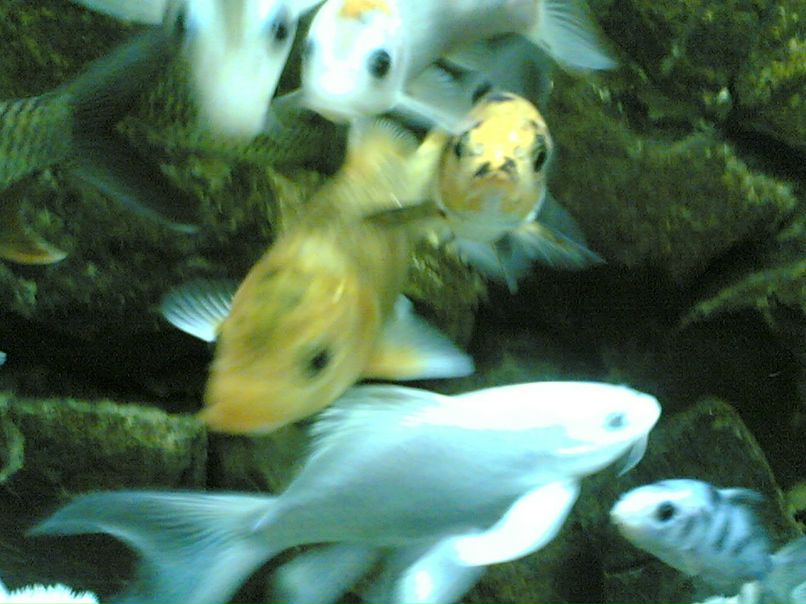 Нега Аникина | Иваново