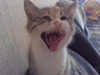 №3, Ангелина Каримова, 23.11 №3, Ангелина Каримова, 23.11